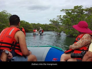 Zodiacs into the mangroves
 