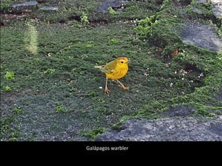Galápagos warbler
 