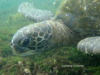 Snorkeling encounter
 