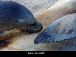 Suckling baby sea lion
 