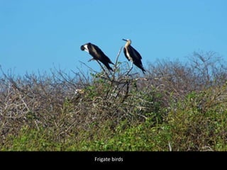 Frigate birds
 