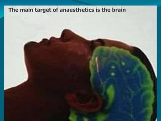 The main target of anaesthetics is the brain
 