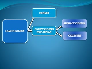 PPT gametogenesis.pptx