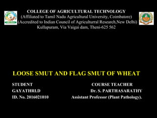 STUDENT COURSE TEACHER
GAYATHRI.D Dr. S. PARTHASARATHY
ID. No. 2016021010 Assistant Professor (Plant Pathology).
COLLEGE OF AGRICULTURAL TECHNOLOGY
(Affiliated to Tamil Nadu Agricultural University, Coimbatore)
(Accredited to Indian Council of Agriculturral Research,New Delhi)
Kullapuram, Via Vaigai dam, Theni-625 562
LOOSE SMUT AND FLAG SMUT OF WHEAT
 