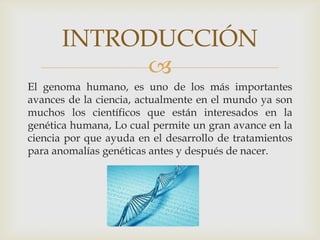 INTRODUCCIÓN
           
El genoma humano, es uno de los más importantes
avances de la ciencia, actualmente en el mundo ya son
muchos los científicos que están interesados en la
genética humana, Lo cual permite un gran avance en la
ciencia por que ayuda en el desarrollo de tratamientos
para anomalías genéticas antes y después de nacer.
 