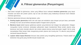 A. Filtrasi glomerulus (Penyaringan)
• Saat darah mengalir ke glomerulus, cairan yang difiltrasi harus melewati membran glomerulus yang dapat
menahan sel darah dan protein pasma, tapi air dan zat terlarut yang molekulnya berukuran kecil melewati
membran glomerulus.
• Membran glomerulus tersusun atas tiga lapisan, yaitu:
1. Dinding kapiler glomerulus terdiri dari satu lapis sel endotelium pipis dengan pori-pori besa, permeabel
terhadap H₂O dan zat-zat terlarut daripada kapiler di bagian tubuh yang lain.
2. Membran basal adalah lapisan gelatinosa aseluler yang terbentuk dari kolagen dan glikoprotein. Kolagen
menguatkan bentuk struktural, sedangkan glikoprotein dapat menghambat filtrasi protein plasma yang
berukuran kecil serta menolak albumin dan protein plasma lainnya yang bermuatan negatif. Hal itu yang
menyebabkan filtrat hampir tidak mengandung protein plasma dan kurang dari 1% albumin yang berhasil
memasuki kapsula Bowman.
3. Lapisan dalam kapsul Bowman tersusun atas podosit yang mengelilingi glomerulus. Podosit adalah sel
berbentuk mirip gurita yang memiliki banyak tonjolan kaki.
 