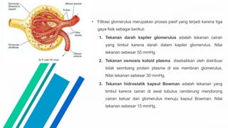 • Filtrasi glomerulus merupakan proses pasif yang terjadi karena tiga
gaya fisik sebagai berikut:
1. Tekanan darah kapiler glomerulus adalah tekanan cairan
yang timbul karena darah dalam kapiler glomerulus. Nilai
tekanan sebesar 55 mmHg.
2. Tekanan osmosis koloid plasma disebabkan oleh distribusi
tidak seimbang protein plasma di sisi membran glomerulus.
Nilai tekanan sebesar 30 mmHg.
3. Tekanan hidrostatik kapsul Bowman adalah tekanan yang
timbul karena cairan di awal tubulus cenderung mendorong
cairan keluar dari glomerulus menuju kapsul Bowman. Nilai
tekanan sebesar 15 mmHg.
 