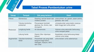 Tabel Proses Pembentukan urine
Tahap Tempat Zat yang terlarut Hasil
Filtrasi Glomerulus Disaring: sel-sel darah dan
molekul protein
urine primer: air, garam, asam amino,
glukasa, dan urea
Reasorpsi
Tubulus kontortus
proksimal
Penyerapan kembali:
glukosa. As. Amino, dan
anorganik
urinesekunder yang kadar ureanya
lebih tinggi dari urine primer
Lengkung henle Air berosmosis Volume urine sekunder berkurang
urine menjadi pekat
Lekung henle Garam (Na+ dipompa
keluar)
Kepekatan urine berkurang tetapi
volume urine tetap
Augmentasi Tubuhan kontortus
distal
Penambah zat yang tidak
berguna bagi tubuh:
Hidrogen, Kasium, NH3,
dan Urea
urine tersier/ urine sebenarnya
 