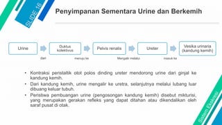 Penyimpanan Sementara Urine dan Berkemih
• Kontraksi peristaltik otot polos dinding ureter mendorong urine dari ginjal ke
kandung kemih.
• Dari kandung kemih, urine mengalir ke uretra, selanjutnya melalui lubang luar
dibuang keluar tubuh.
• Peristiwa pembuangan urine (pengosongan kandung kemih) disebut mikturisi,
yang merupakan gerakan refleks yang dapat ditahan atau dikendalikan oleh
saraf pusat di otak.
Urine Duktus
kolektivus Pelvis renalis Ureter
Vesika urinaria
(kandung kemih)
dari menuju ke Mengalir melalui masuk ke
 