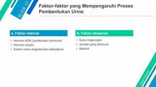 a. Faktor internal
Faktor-faktor yang Mempengaruhi Proses
Pembentukan Urine
• Hormon ADH (antidiuretic hormone)
• Hormon insulin
• Sistem renin-angiotensisn-aldosteron
b. Faktor eksternal
• Suhu lingkungan
• Jumlah yang diminum
• Alkohol
 
