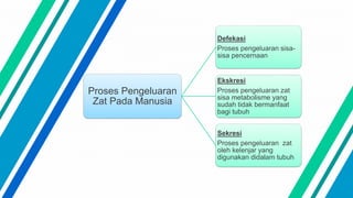 Proses Pengeluaran
Zat Pada Manusia
Defekasi
Proses pengeluaran sisa-
sisa pencernaan
Ekskresi
Proses pengeluaran zat
sisa metabolisme yang
sudah tidak bermanfaat
bagi tubuh
Sekresi
Proses pengeluaran zat
oleh kelenjar yang
digunakan didalam tubuh
 