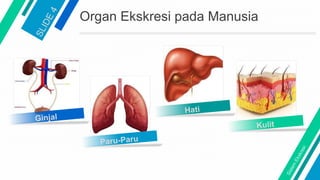 Organ Ekskresi pada Manusia
 