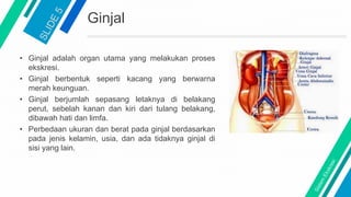 Ginjal
• Ginjal adalah organ utama yang melakukan proses
ekskresi.
• Ginjal berbentuk seperti kacang yang berwarna
merah keunguan.
• Ginjal berjumlah sepasang letaknya di belakang
perut, sebelah kanan dan kiri dari tulang belakang,
dibawah hati dan limfa.
• Perbedaan ukuran dan berat pada ginjal berdasarkan
pada jenis kelamin, usia, dan ada tidaknya ginjal di
sisi yang lain.
 