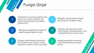 1
2
3
4
5
6
Mengatur pH plasma dan cairan
tubuh dengan mengekskresikan urine
yang bersifat basa maupun asam.
Pengatur keseimbangan konsentrasi
ion-ion dalam tubuh (natrium, kalium,
magnesium, kalsium, fosfat, dan sulfat)
Mengatur volume plasma darah
dan jumlah air di dalam tubuh.
Pengeluaran zat-zat sisa organik (urea,
asam urea, amonia, kreatinin, dan
produk sisa penguraian hemoglobin
juga hormon).
Membantu pengubahan vitamin D
inaktif menjadi vitamin D aktif.
Sebagai pengendali konsentrasi
nutrisi darah (glukosa dan asam
amino).
Fungsi Ginjal
 