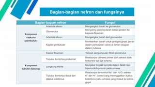 Bagian-bagian nefron dan fungsinya
Bagian-bagian nefron Fungsi
Komponen
vaskuler
(pembuluh)
Arteriola aferen Mengangkut darah ke glomerulus
Glomerulus
Menyaring plasma darah bebas protein ke
kapsula Bowman
Arteriola eferen Mengangkut darah dari glomerulus
Kapiler peritubuler
Memberikan darah untuk jaringan ginjal; peran
dalam pertukaran cairan di lumen (bagian
dalam) tubulus
Komponen
tubuler (tabung)
Kapsul Bowman Tempat pengumpulan filtrat glomerulus
Tubulus kontortus proksimal
Reabsorpsi urineee primer dan sekresi tidak
terkontrol zat-zat tertentu
Lengkung Henle
Mengatur tingkat osmotik dalam darah dan
hipertonik/hipotonik pada urineee
Tubulus kontortus distal dan
duktus kolektivus
Reabsorpsi terkontrol Na⁺ dan H₂O; sekresi
K⁺ dan H⁺; cairan yang meninggalkan duktus
kolektivus yaitu urineee yang masuk ke pelvis
ginjal.
 