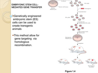 Figure 1.4
Genetically engineered
embryonic stem (ES)
cells can be used to
create transgenic
animals
This method allow for
gene targeting via
homologous
recombination.
EMBRYONIC STEM CELL-
MEDIATED GENE TRANSFER
 