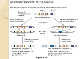 GENETICALLY ENGINEER OF THE ES CELLS
Figure 1.5a
 