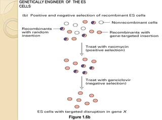 GENETICALLY ENGINEER OF THE ES
CELLS
Figure 1.6b
 