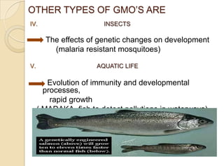 OTHER TYPES OF GMO‟S ARE
IV. INSECTS
The effects of genetic changes on development
(malaria resistant mosquitoes)
V. AQUATIC LIFE
Evolution of immunity and developmental
processes,
rapid growth
( MADAKA -fish to detect pollutions in waterways)
 