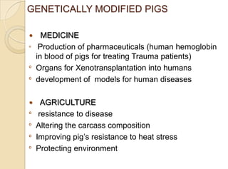 GENETICALLY MODIFIED PIGS
 MEDICINE
º Production of pharmaceuticals (human hemoglobin
in blood of pigs for treating Trauma patients)
º Organs for Xenotransplantation into humans
º development of models for human diseases
 AGRICULTURE
º resistance to disease
º Altering the carcass composition
º Improving pig‟s resistance to heat stress
º Protecting environment
 