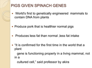 PIGS GIVEN SPINACH GENES
 World's first to genetically engineered mammals to
contain DNA from plants
 Produce pork that is healthier normal pigs
 Produces less fat than normal ,less fat intake
 “It is confirmed for the first time in the world that a
plant
gene is functioning properly in a living mammal, not
in a
cultured cell,” said professor by akira
 