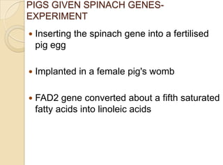PIGS GIVEN SPINACH GENES-
EXPERIMENT
 Inserting the spinach gene into a fertilised
pig egg
 Implanted in a female pig's womb
 FAD2 gene converted about a fifth saturated
fatty acids into linoleic acids
 