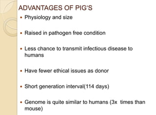 ADVANTAGES OF PIG„S
 Physiology and size
 Raised in pathogen free condition
 Less chance to transmit infectious disease to
humans
 Have fewer ethical issues as donor
 Short generation interval(114 days)
 Genome is quite similar to humans (3x times than
mouse)
 