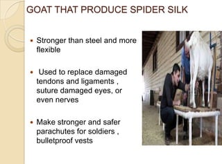 GOAT THAT PRODUCE SPIDER SILK
 Stronger than steel and more
flexible
 Used to replace damaged
tendons and ligaments ,
suture damaged eyes, or
even nerves
 Make stronger and safer
parachutes for soldiers ,
bulletproof vests
 