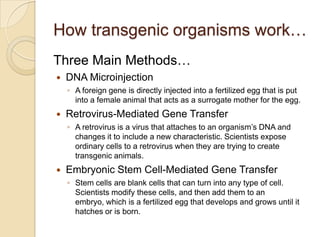How transgenic organisms work…
Three Main Methods…
 DNA Microinjection
◦ A foreign gene is directly injected into a fertilized egg that is put
into a female animal that acts as a surrogate mother for the egg.
 Retrovirus-Mediated Gene Transfer
◦ A retrovirus is a virus that attaches to an organism‟s DNA and
changes it to include a new characteristic. Scientists expose
ordinary cells to a retrovirus when they are trying to create
transgenic animals.
 Embryonic Stem Cell-Mediated Gene Transfer
◦ Stem cells are blank cells that can turn into any type of cell.
Scientists modify these cells, and then add them to an
embryo, which is a fertilized egg that develops and grows until it
hatches or is born.
 