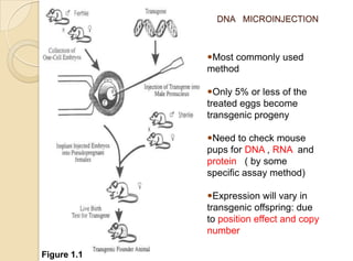 DNA MICROINJECTION
Most commonly used
method
Only 5% or less of the
treated eggs become
transgenic progeny
Need to check mouse
pups for DNA , RNA and
protein ( by some
specific assay method)
Expression will vary in
transgenic offspring: due
to position effect and copy
number
Figure 1.1
 