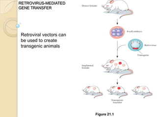 Figure 21.1
Retroviral vectors can
be used to create
transgenic animals
RETROVIRUS-MEDIATED
GENE TRANSFER
 