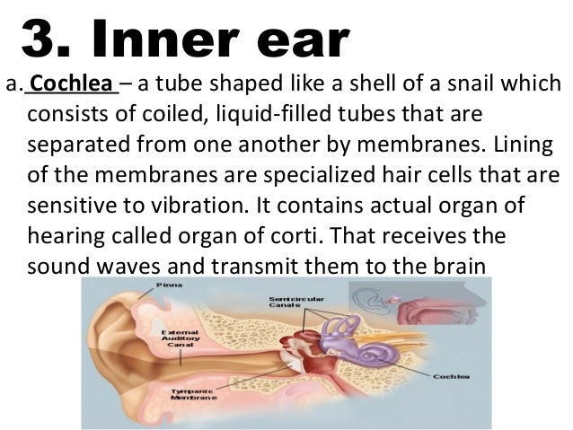 ppt gr 3 ears