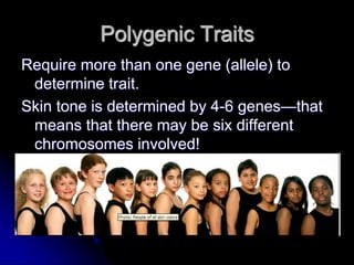 Polygenic Traits
Require more than one gene (allele) to
determine trait.
Skin tone is determined by 4-6 genes—that
means that there may be six different
chromosomes involved!
 