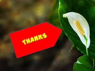 DECLARATIVE AND INTERROGATIVE SENTENCES