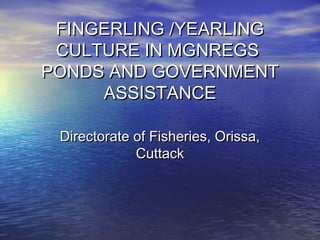 FINGERLING /YEARLINGFINGERLING /YEARLING
CULTURE IN MGNREGSCULTURE IN MGNREGS
PONDS AND GOVERNMENTPONDS AND GOVERNMENT
ASSISTANCEASSISTANCE
Directorate of Fisheries, Orissa,Directorate of Fisheries, Orissa,
CuttackCuttack
 