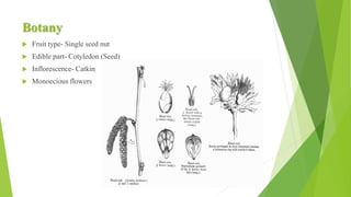 Production Technology And Post Harvest Management In Hazelnut HOR 1303 