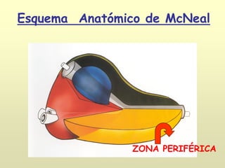 Esquema Anatómico de McNeal
ZONA PERIFÉRICA
 