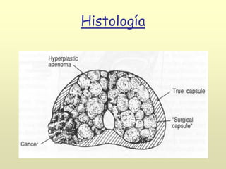 Histología
 