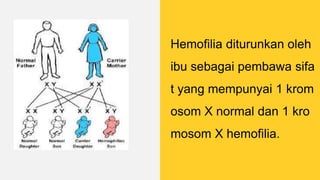 Hemofilia diturunkan oleh
ibu sebagai pembawa sifa
t yang mempunyai 1 krom
osom X normal dan 1 kro
mosom X hemofilia.
 