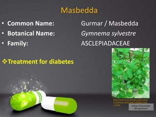 Medicinal Plants against Chronic Diseases | PDF