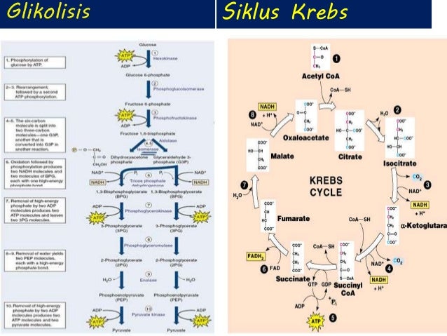 Bioenergenetika, Oksidasi Biologis, Rantai Respiratorik