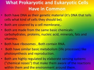 What Prokaryotic and Eukaryotic Cells
Have in Common
• Both have DNA as their genetic material (it’s DNA that tells
cells what kind of cells they should be).
• Both are covered by a cell membrane,.
• Both are made from the same basic chemicals:
carbohydrates, proteins, nucleic acid, minerals, fats and
vitamins.
• Both have ribosomes , Both contain RNA.
• Both have similar basic metabolism (life processes) like
photosynthesis and reproduction.
• Both are highly regulated by elaborate sensing systems
("chemical noses”) that make them aware of the reactions
within them and the environment around them.
 