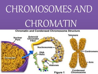 CHROMOSOMES AND
CHROMATIN
 