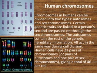 Human chromosomes
• Chromosomes in humans can be
divided into two types: autosomes
and sex chromosomes. Certain
genetic traits are linked to a person's
sex and are passed on through the
sex chromosomes. The autosomes
contain the rest of the genetic
hereditary information. All act in the
same way during cell division.
Human cells have 23 pairs of
chromosomes (22 pairs of
autosomes and one pair of sex
chromosomes), giving a total of 46
per cell
 