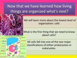 Now that we have learned how living
things are organized what’s next?
. We will learn more about the lowest level of
organization: cells
What is the first thing that we need to know
about cells?
All cells fall into one of the two major
classifications of either prokaryotes or
eukaryotes.
 