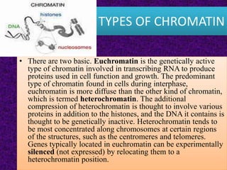 TYPES OF CHROMATIN
• There are two basic. Euchromatin is the genetically active
type of chromatin involved in transcribing RNA to produce
proteins used in cell function and growth. The predominant
type of chromatin found in cells during interphase,
euchromatin is more diffuse than the other kind of chromatin,
which is termed heterochromatin. The additional
compression of heterochromatin is thought to involve various
proteins in addition to the histones, and the DNA it contains is
thought to be genetically inactive. Heterochromatin tends to
be most concentrated along chromosomes at certain regions
of the structures, such as the centromeres and telomeres.
Genes typically located in euchromatin can be experimentally
silenced (not expressed) by relocating them to a
heterochromatin position.
 