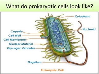 What do prokaryotic cells look like?
 