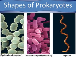 Shapes of Prokaryotes
 