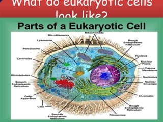 What do eukaryotic cells
look like?
 