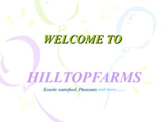 WELCOME TOWELCOME TO
HILLTOPFARMS
Exoctic waterfowl, PheasantsExoctic waterfowl, Pheasants and more……
 